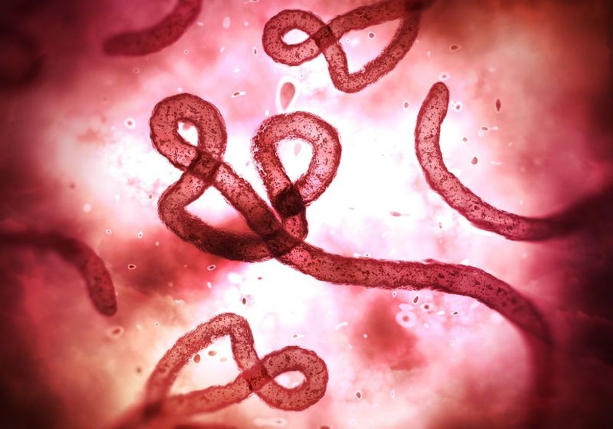 ebola disease